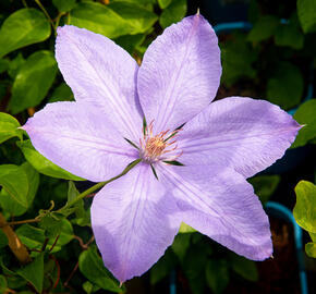 Plamének 'Mrs. Cholmondeley' - Clematis 'Mrs. Cholmondeley'