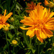 Krásnoočko velkokvěté 'Double the Sun' - Coreopsis grandiflora 'Double the Sun'