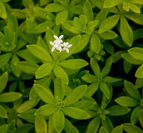 Mařinka vonná 'Sterntaler' - Galium odoratum 'Sterntaler'