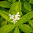 Mařinka vonná 'Sterntaler' - Galium odoratum 'Sterntaler'