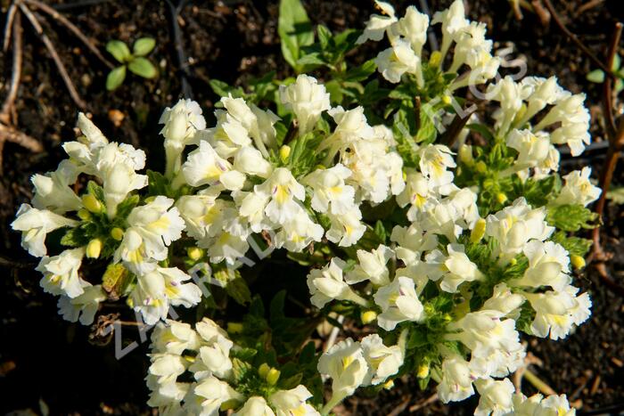 Konopice bledožlutá - Galeopsis segetum