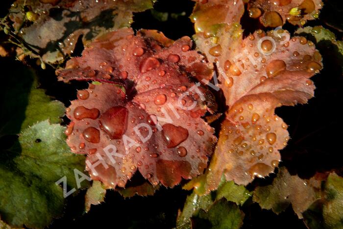 Dlužicha 'Beauty Leaves Ryan' - Heuchera hybrida 'Beauty Leaves Ryan'