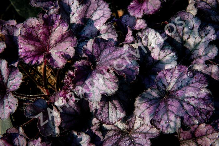 Dlužicha 'Forever Purple' - Heuchera hybrida 'Forever Purple'