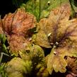 Dlužela 'Beauty Leaves Vince' - Heucherella hybrida 'Beauty Leaves Vince'