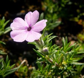 Plamenka 'Lachsjuwel' - Phlox douglasii 'Lachsjuwel'