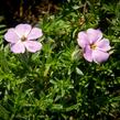 Plamenka 'Lachsjuwel' - Phlox douglasii 'Lachsjuwel'