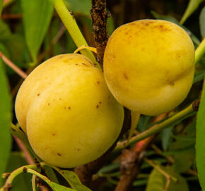 Broskvoň obecná 'Fruit Me®Icepeach' - Prunus persica 'Fruit Me®Icepeach'