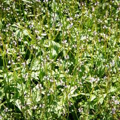 Verbena, sporýš lékařský - Verbena officinalis