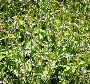 Verbena, sporýš lékařský - Verbena officinalis