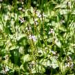 Verbena, sporýš lékařský - Verbena officinalis