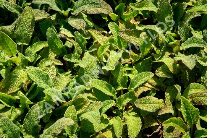 Čistec německý - Stachys germanica