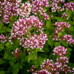 Oregano (Dobromysl) obecné 'Aromata' - Origanum vulgare 'Aromata'