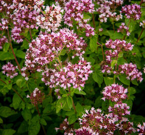 Oregano (Dobromysl) obecné 'Aromata' - Origanum vulgare 'Aromata'