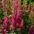 Kyprej vrbice 'Little Robert' - Lythrum salicaria 'Little Robert'