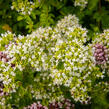 Oregano (Dobromysl) obecné 'Zorba White' - Origanum vulgare 'Zorba White'