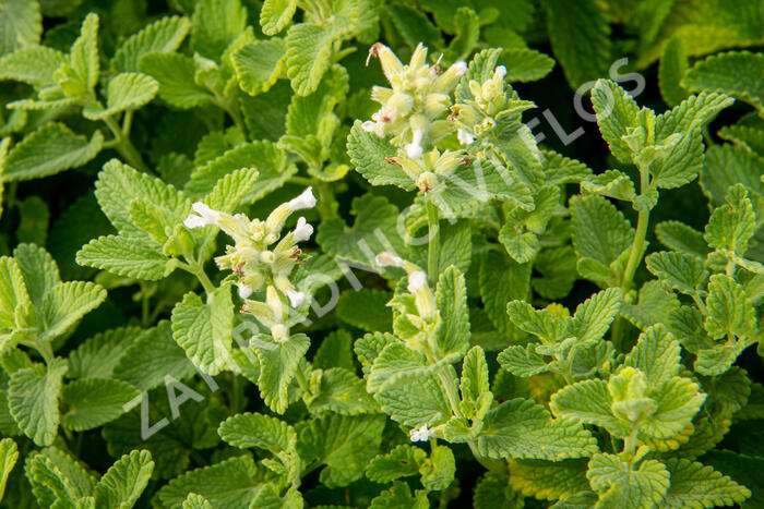 Šanta hroznovitá 'Alba' - Nepeta racemosa 'Alba'