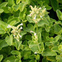 Šanta hroznovitá 'Alba' - Nepeta racemosa 'Alba'