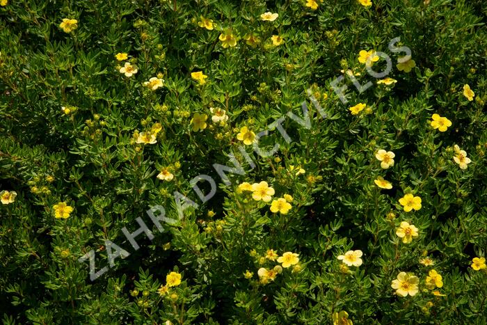 Mochna křovitá 'Maanelys' - Potentilla fruticosa 'Maanelys'