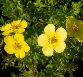 Mochna křovitá 'Marian Red Robin' - Potentilla fruticosa 'Marian Red Robin'