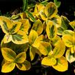 Brslen Fortuneův 'Sunshine' - Euonymus fortunei 'Sunshine'