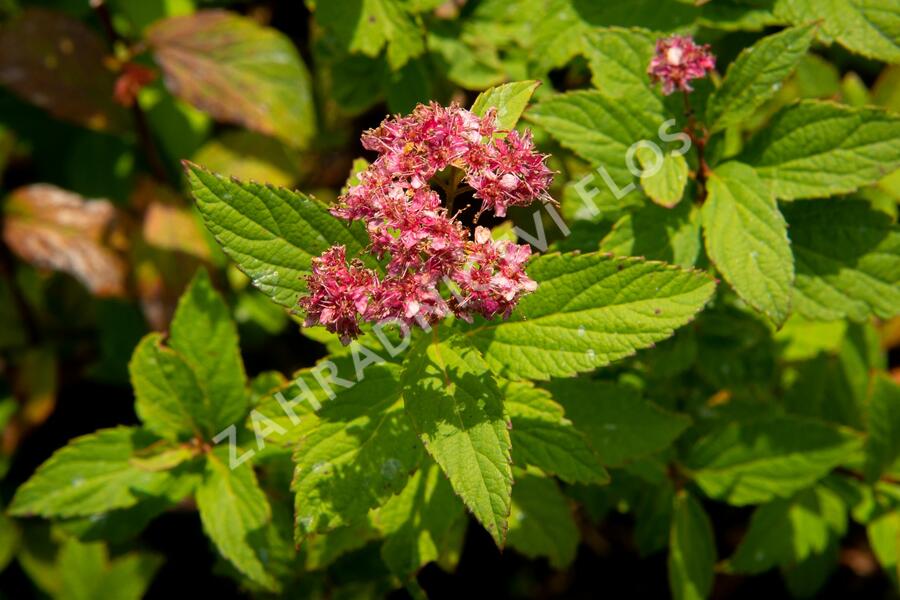 Tavolník japonský 'Zigeunerblut' - Spiraea japonica 'Zigeunerblut'