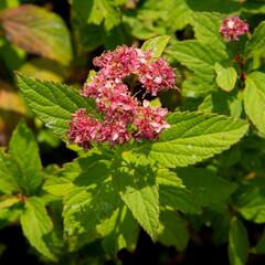 Tavolník japonský 'Zigeunerblut' - Spiraea japonica 'Zigeunerblut'