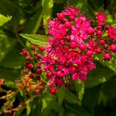 Tavolník japonský 'Neon Flash' - Spiraea japonica 'Neon Flash'