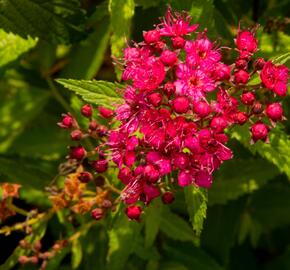 Tavolník japonský 'Neon Flash' - Spiraea japonica 'Neon Flash'