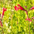 Šalvěj broskvová 'Peach' - Salvia greggii 'Peach'