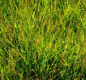 Bezkolenec modrý 'Heidezwerg' - Molinia caerulea 'Heidezwerg'