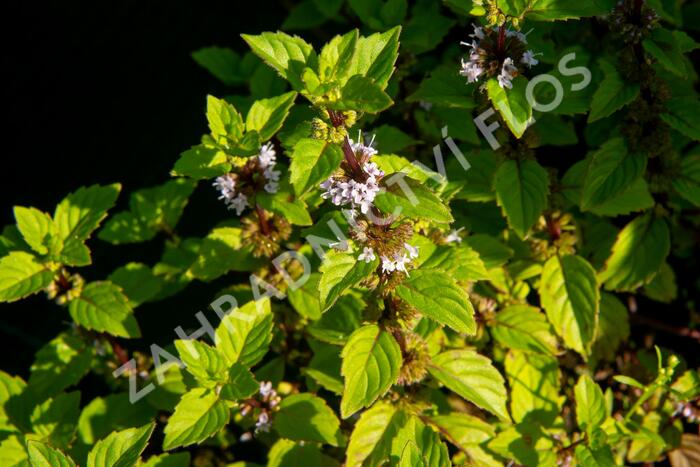 Máta jemná 'Ginger' - Mentha gracilis 'Ginger'