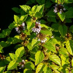 Máta jemná 'Ginger' - Mentha gracilis 'Ginger'