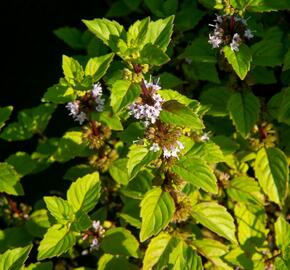 Máta jemná 'Ginger' - Mentha gracilis 'Ginger'