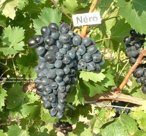 Réva vinná 'Nero' - Vitis vinifera 'Nero'