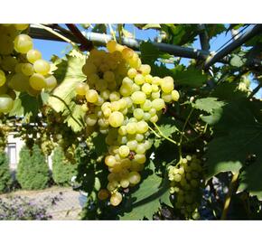 Réva vinná 'Besy' - Vitis vinifera 'Besy'