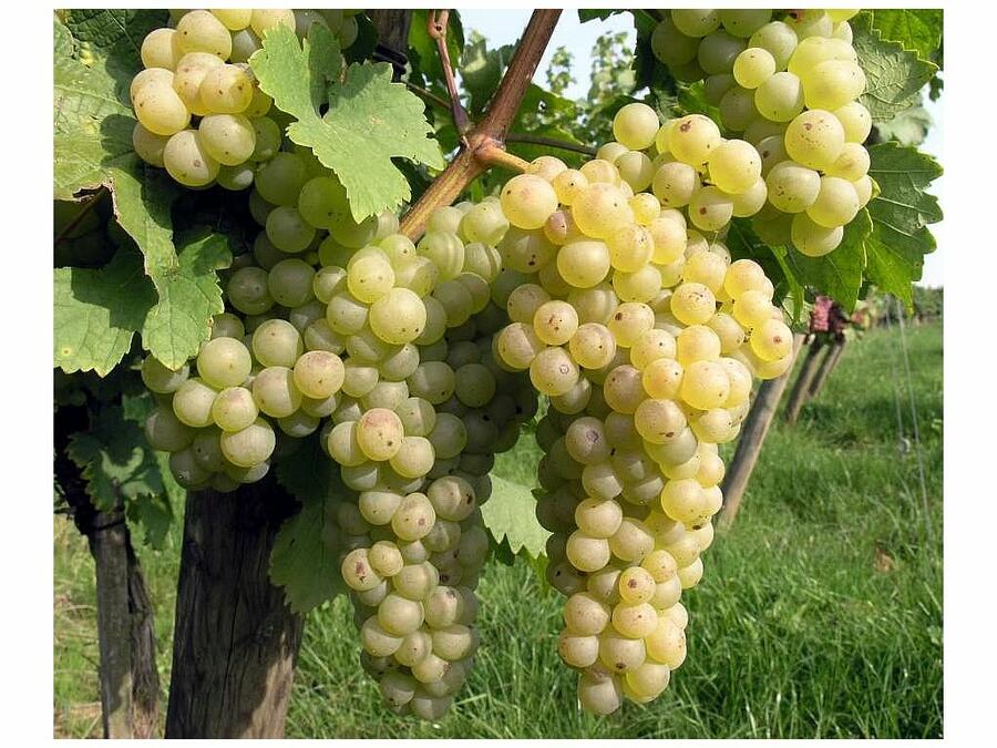 Réva vinná 'Chrupka bílá' - Vitis vinifera 'Chrupka bílá'