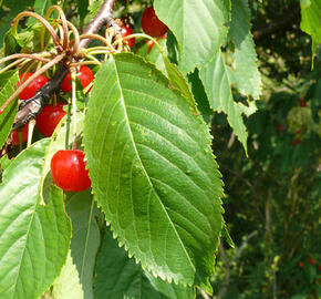 Třešeň ptačí - Prunus avium