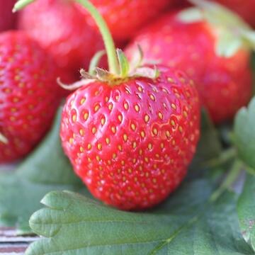 Jahodník jednouplodící 'Polka' - Fragaria ananassa 'Polka'