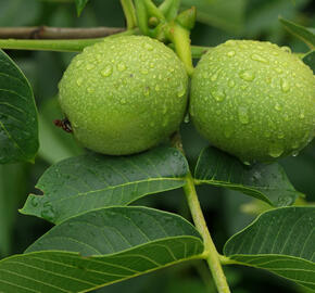 Ořešák vlašský (královský) 'Apollo' - Juglans regia 'Apollo'