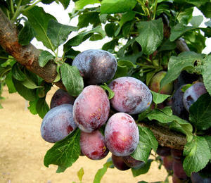 Pološvestka - pozdní 'Verity' - Prunus domestica 'Verity'