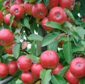 Jabloň zimní 'Red Topaz' - Malus domestica 'Red Topaz'