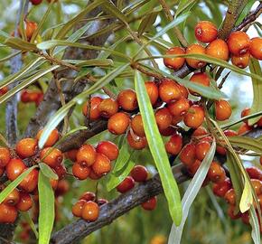 Rakytník řešetlákový - samičí 'Sluníčko' - Hippophae rhamnoides 'Sluníčko'