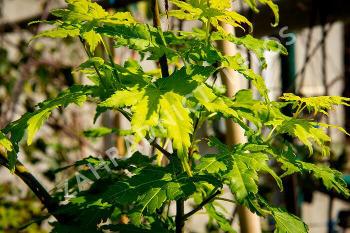 Javor dlanitolistý 'Going Green' - Acer palmatum 'Going Green'