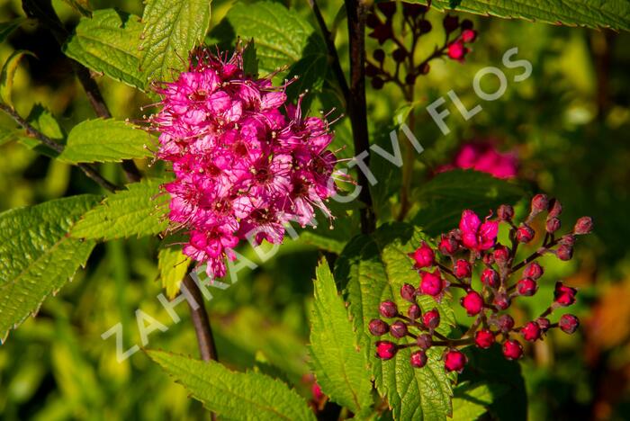 Tavolník japonský 'Sapho' - Spiraea japonica 'Sapho'