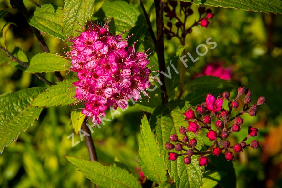 Tavolník japonský 'Sapho' - Spiraea japonica 'Sapho'