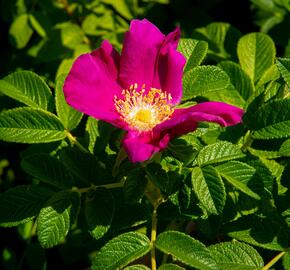 Růže svraskalá 'Rubra' - Rosa rugosa 'Rubra'