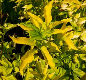 Bez černý 'Aurea' - Sambucus nigra 'Aurea'