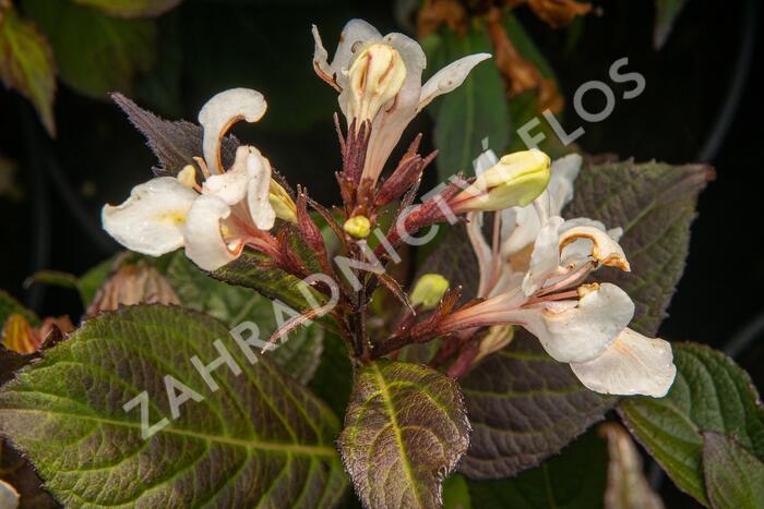 Vajgélie 'Ebony and Ivory' - Weigela 'Ebony and Ivory'