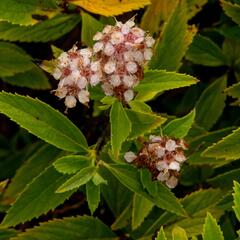 Tavolník japonský 'Sparkling Champagne' - Spiraea japonica 'Sparkling Champagne'