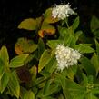 Tavolník japonský 'Sparkling Champagne' - Spiraea japonica 'Sparkling Champagne'